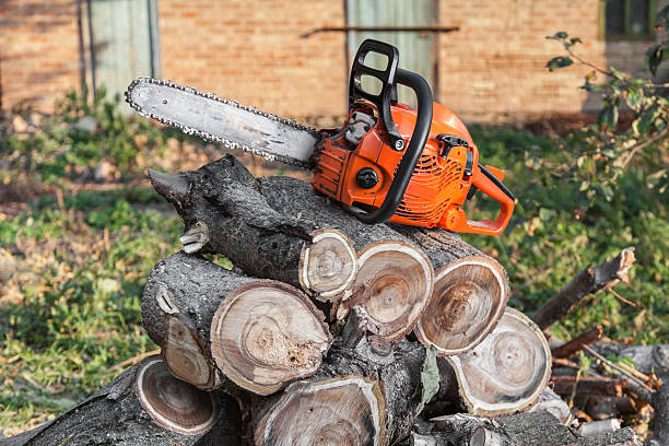 Professional Tree Service in Durham, NC